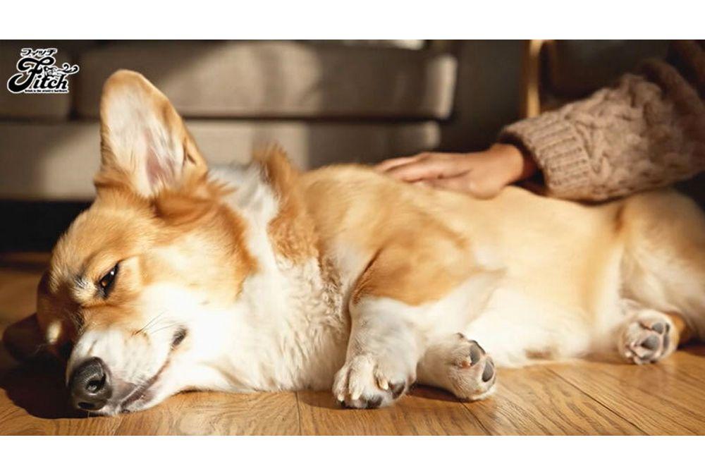 FPRE-228 Sex With A Beautiful Mistress From A Dog's Perspective! I Keep An Obedient Pet Behind My Husband's Back - A Lonely Big-breasted Young Wife's Raw Mating And Pet-keeping Love - Kikuno Ran Screenshot 14